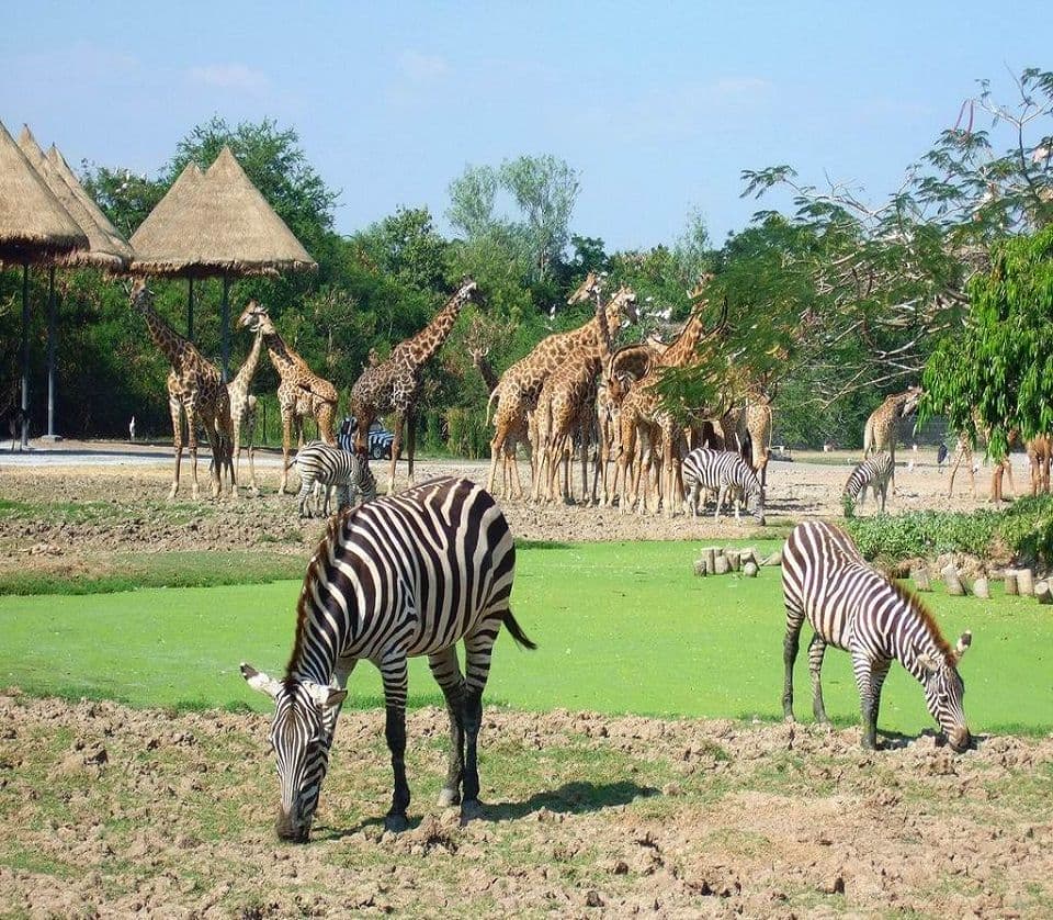 Vườn thú Safari Hồ Tràm
