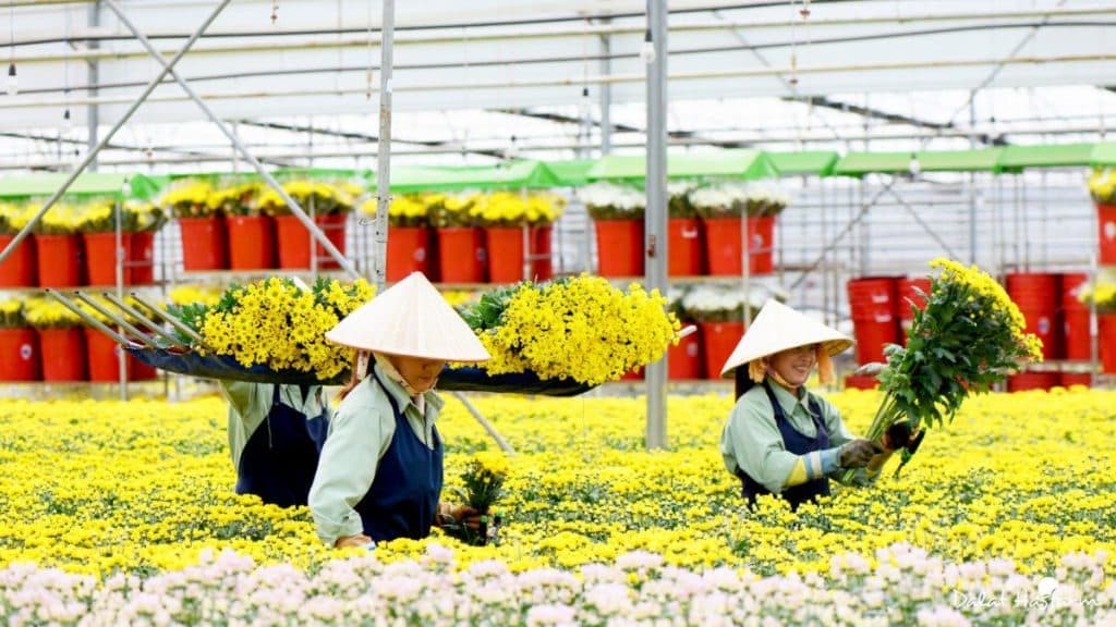 Dalat Hasfarm với mục tiêu mang đến những sản phẩm hoa tươi và an toàn cho người tiêu dùng